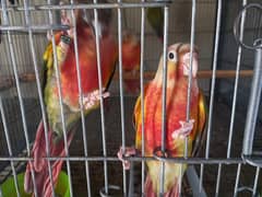 extream high red conures