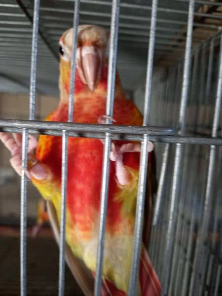 extream high red conures 7