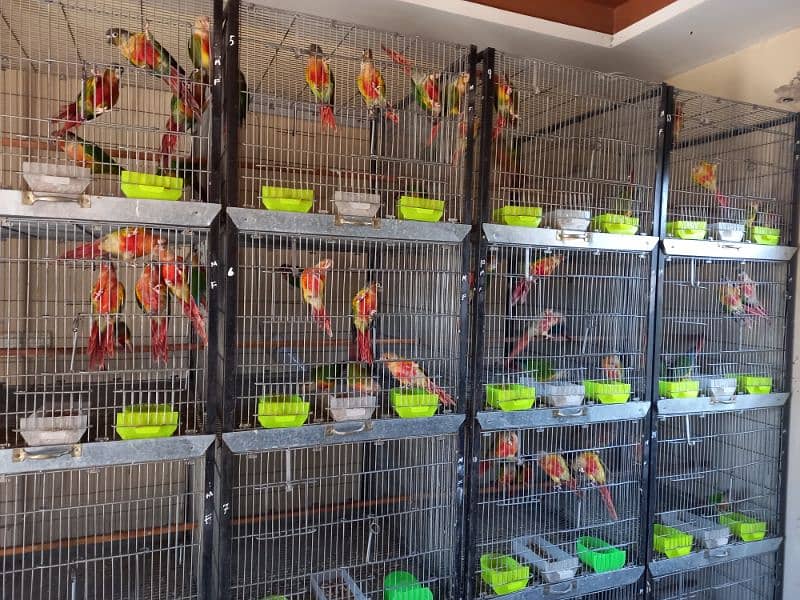 extream high red conures 8