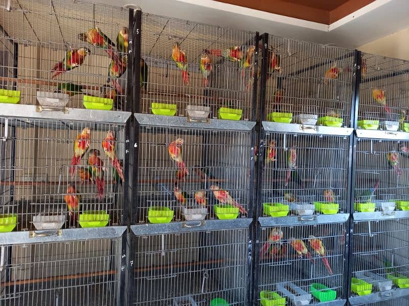 extream high red conures 9