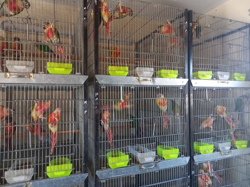 extream high red conures 10