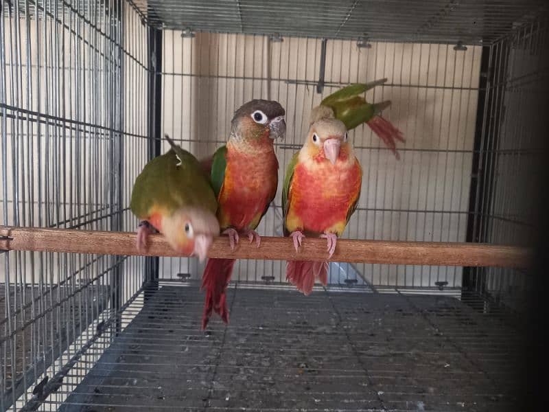 extream high red conures 12