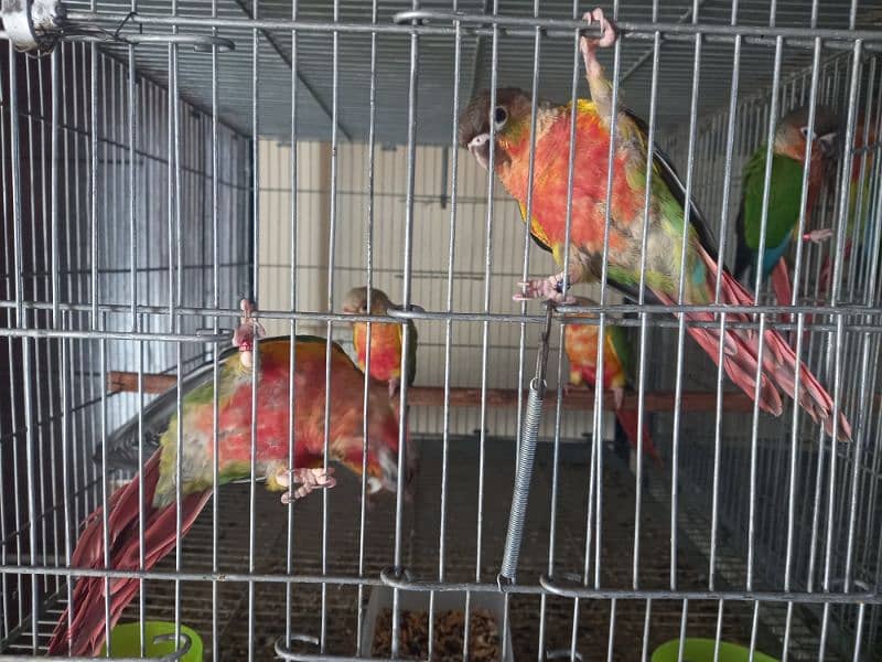 extream high red conures 13