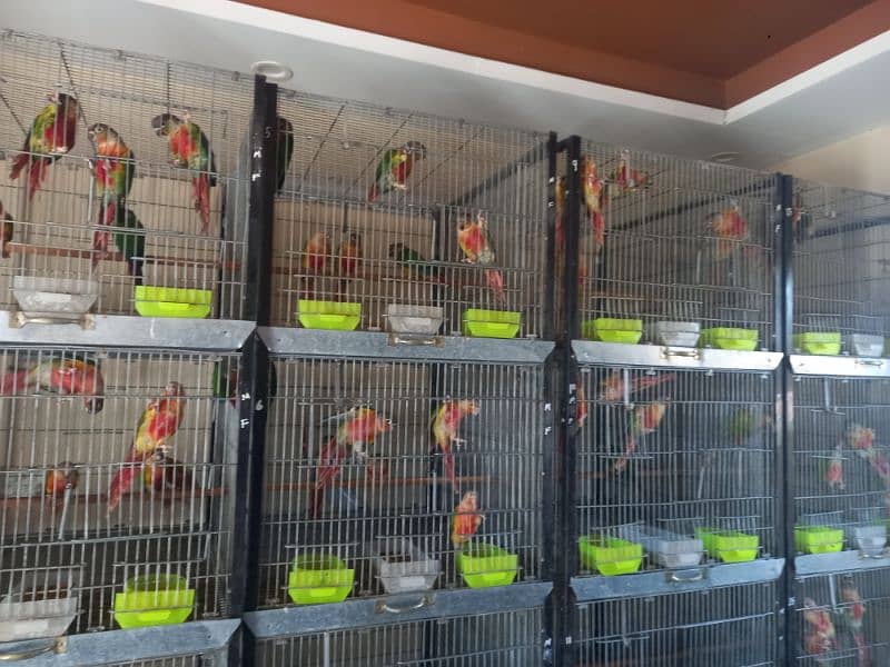 extream high red conures 15
