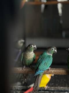 Turquoise Conure Breeders Pairs for sale