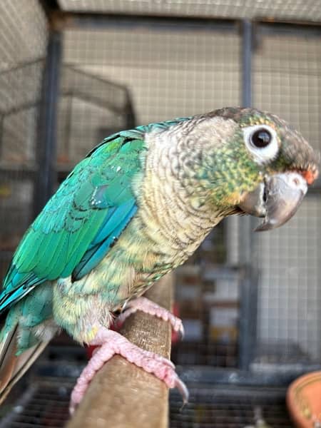 Turquoise Conure Breeders Pairs for sale 1