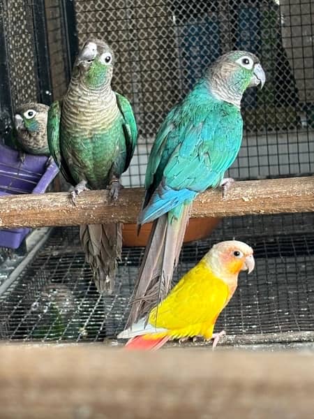 Turquoise Conure Breeders Pairs for sale 2