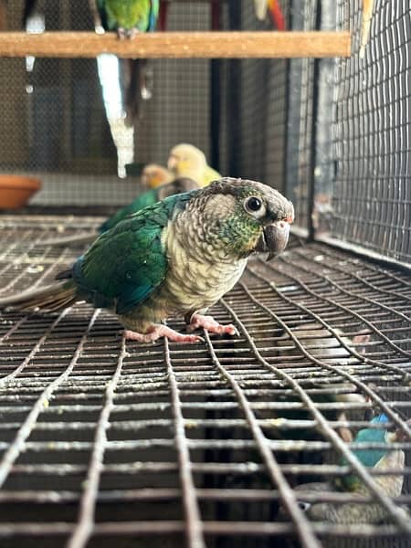 Turquoise Conure Breeders Pairs for sale 3