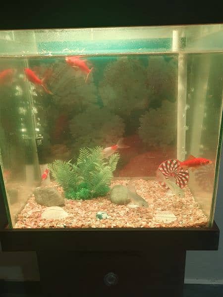 fish aquarium for sale in mirpur ajk 0