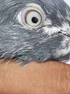 Fairozpuri pigeon.