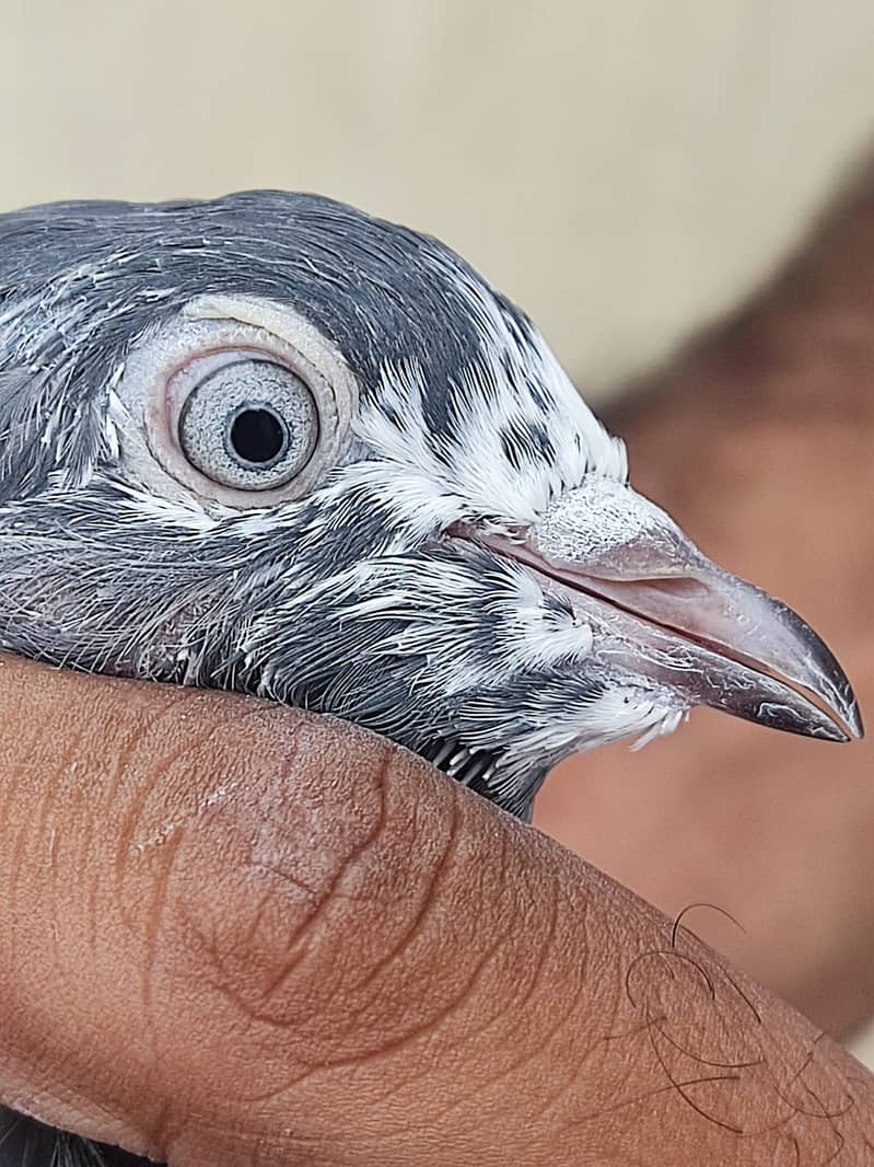 Fairozpuri pigeon. 1