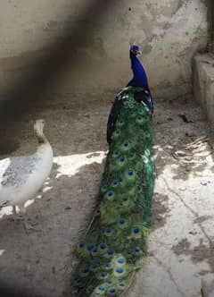 peacock chicks