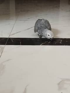 african grey parrot congo size 0