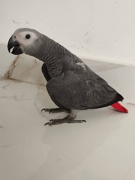 african grey parrot congo size 1