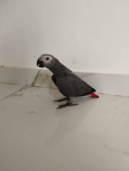 african grey parrot congo size 2