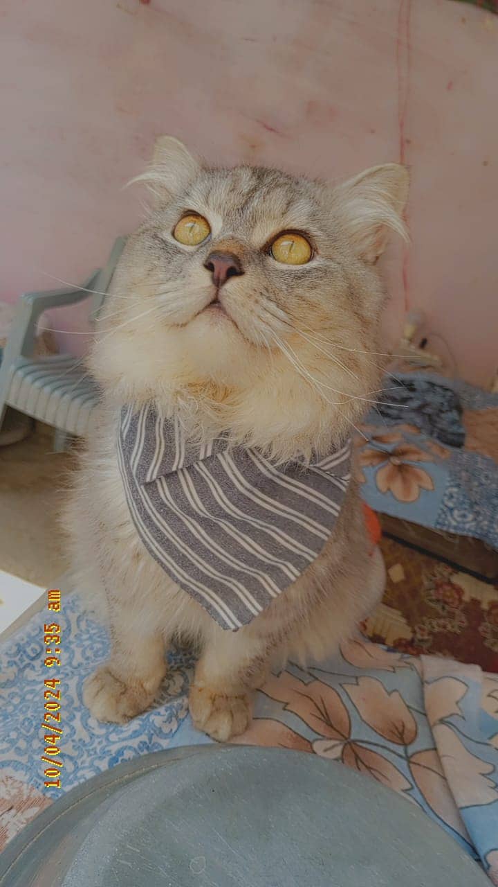 Persian Male Cat | Age 1 Year 1