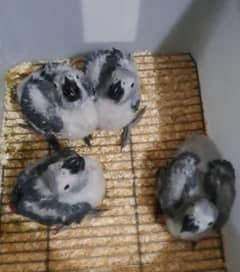 African grey  chiks 0