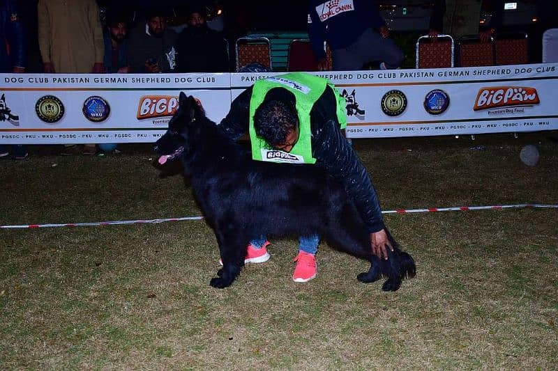 Black german shepherd puppies 2