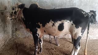 cow for sale 0