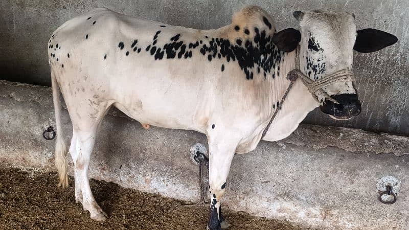 cow for sale 1