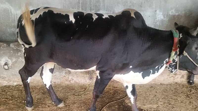 cow for sale 4