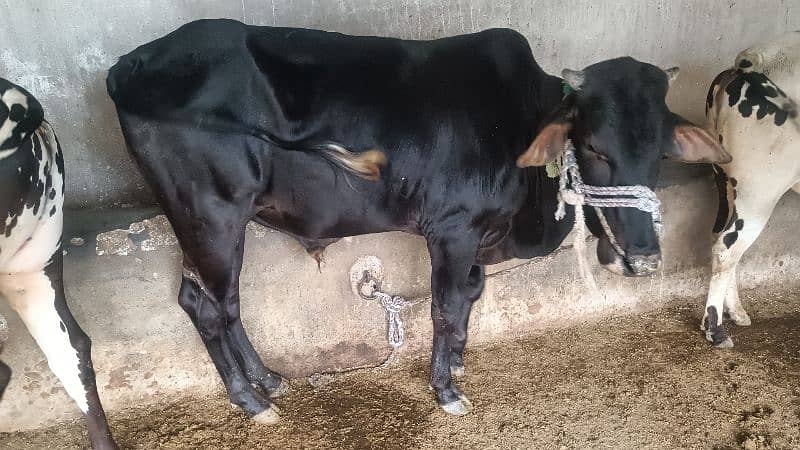 cow for sale 6