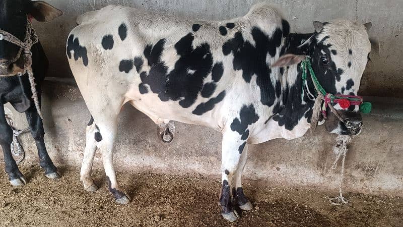 cow for sale 7