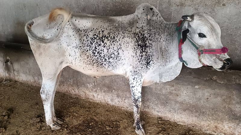 cow for sale 9