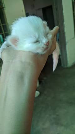 white persian kitten . . . with reasonable prices