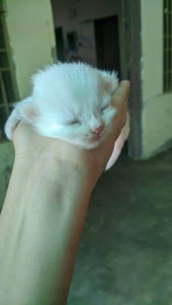 white persian kitten . . . with reasonable prices 1