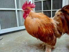 Aseel Chicken for sale