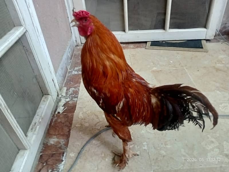 Aseel Cross Chickens for sale 1