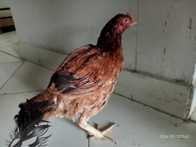 Aseel Cross Chickens for sale 2