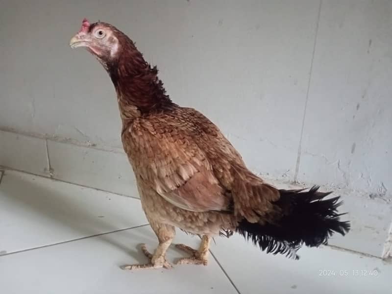 Aseel Cross Chickens for sale 3