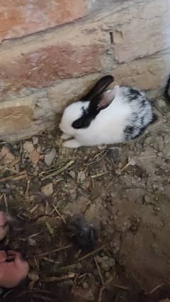 Rabbit male or female for sell