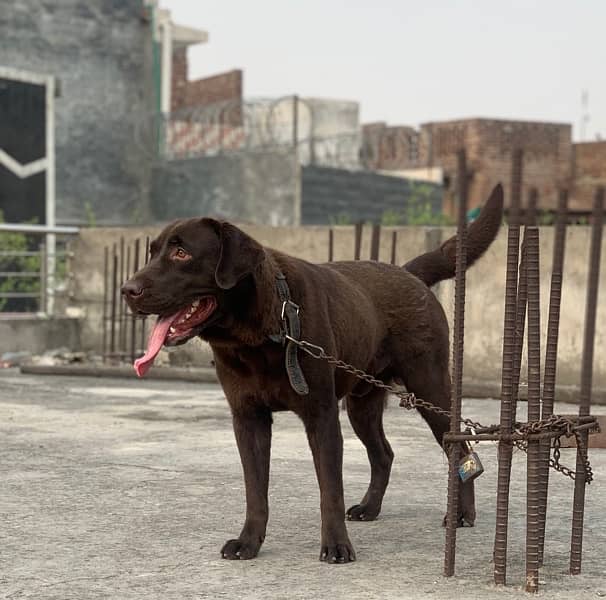 1-Year-Old Chocolate Brown Labrador for Sale - Vaccinated, Pedigree 0