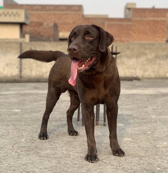 1-Year-Old Chocolate Brown Labrador for Sale - Vaccinated, Pedigree 1