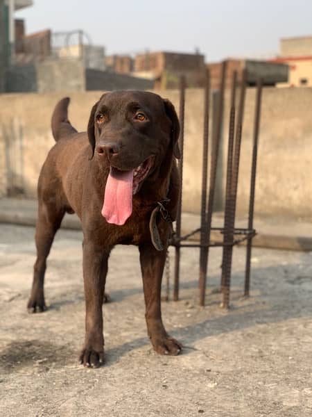 1-Year-Old Chocolate Brown Labrador for Sale - Vaccinated, Pedigree 2