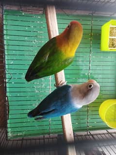 love bird pair Male Female