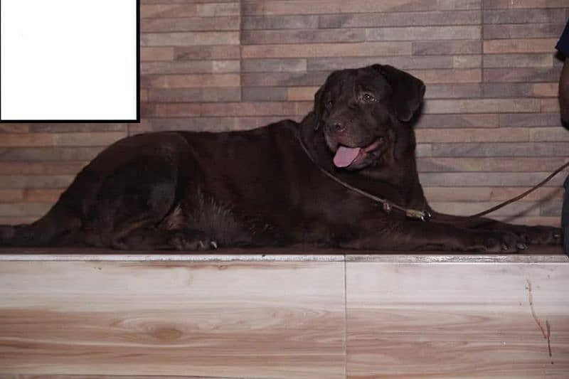 Labrador male and female for sale 1