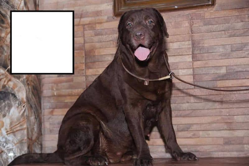 Labrador male and female for sale 2