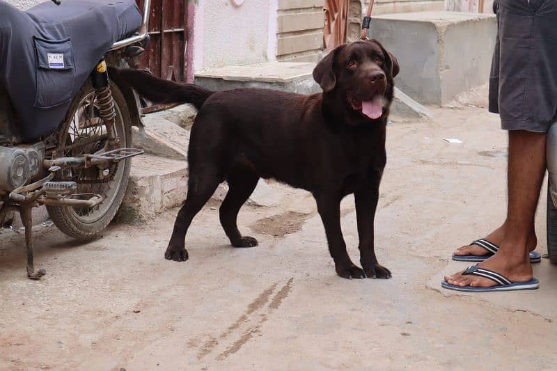 Labrador male and female for sale 5