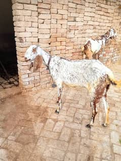 makhi cheeni goat