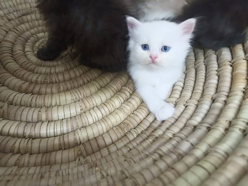 8 pure persian double coated breed blue/golden eye 9000 each 2