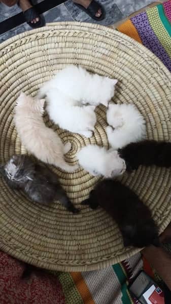 8 pure persian double coated breed blue/golden eye 9000 each 5