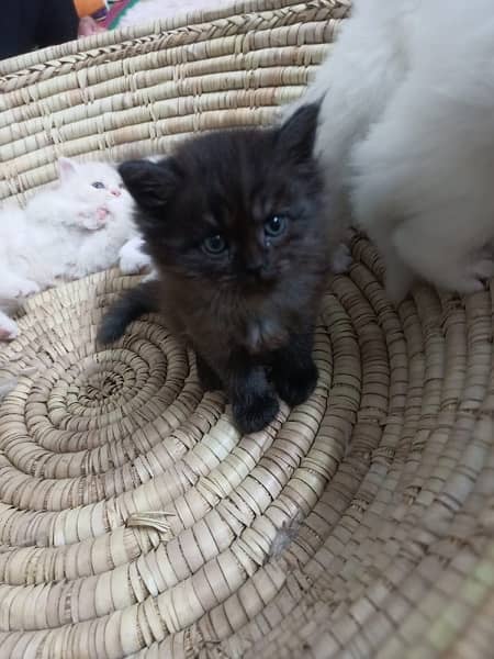 8 pure persian double coated breed blue/golden eye 9000 each 6