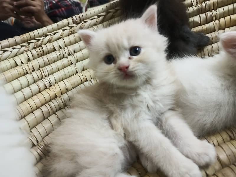 8 pure persian double coated breed blue/golden eye 9000 each 7