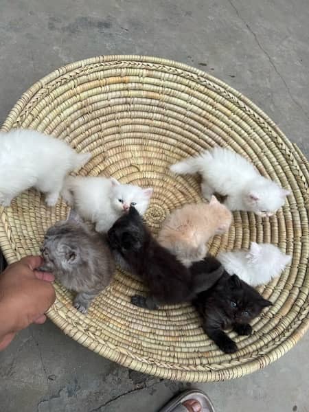 8 pure persian double coated breed blue/golden eye 9000 each 11