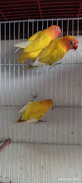 personta/fishri breeder pair with 5eggs & 1 chick 5months with cage 4