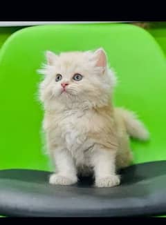 Persian Cat Kitten Female In Multiple Colors